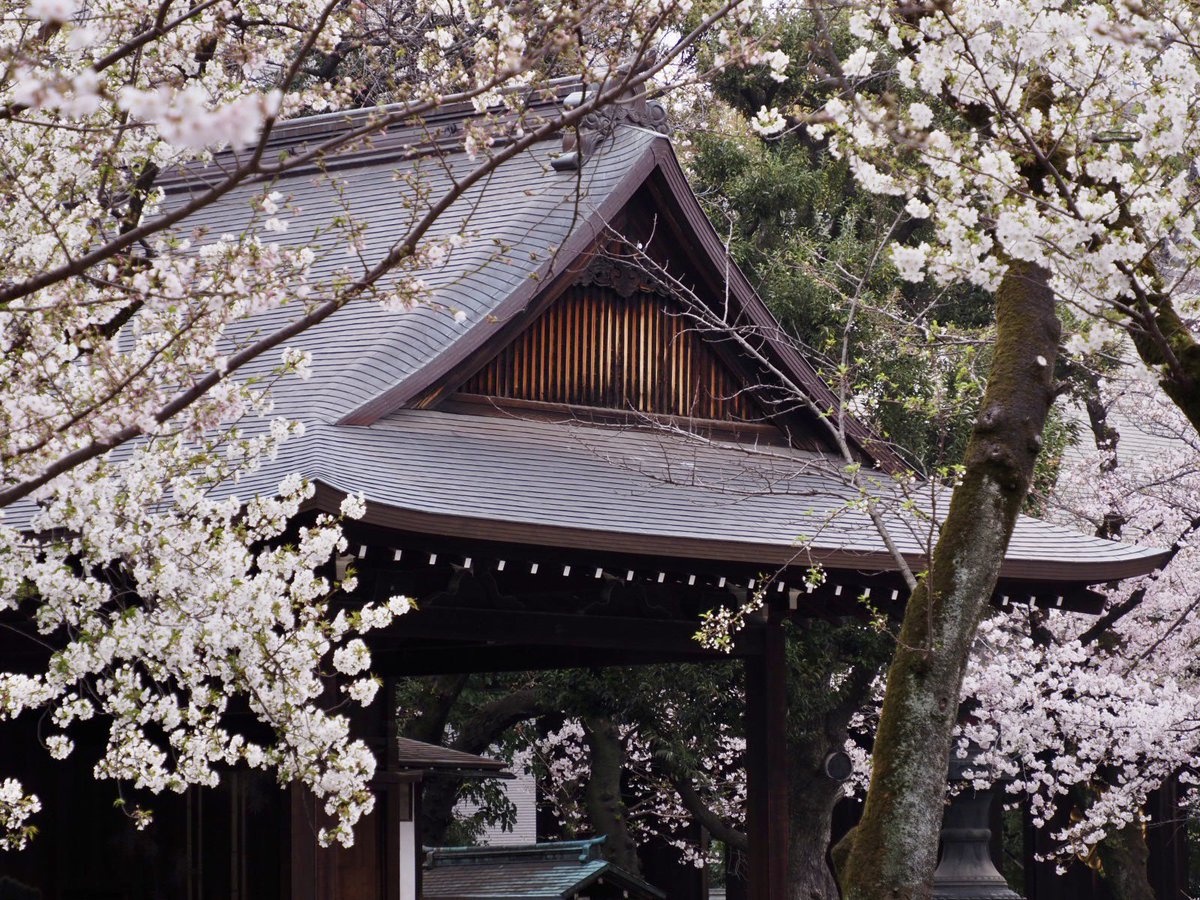 ロプロス tweet media