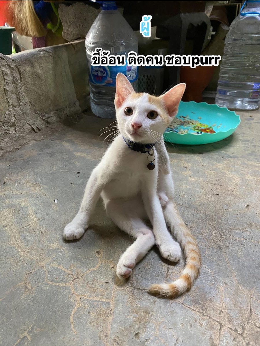 แมวหาบ้าน ขี้ข้าหาแมว tweet media