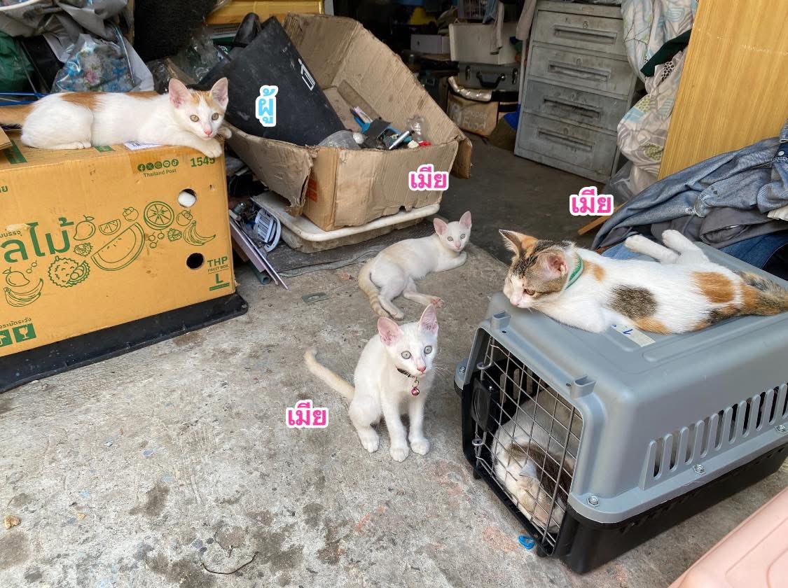 แมวหาบ้าน ขี้ข้าหาแมว tweet media