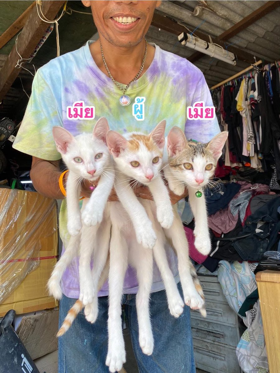 แมวหาบ้าน ขี้ข้าหาแมว tweet media