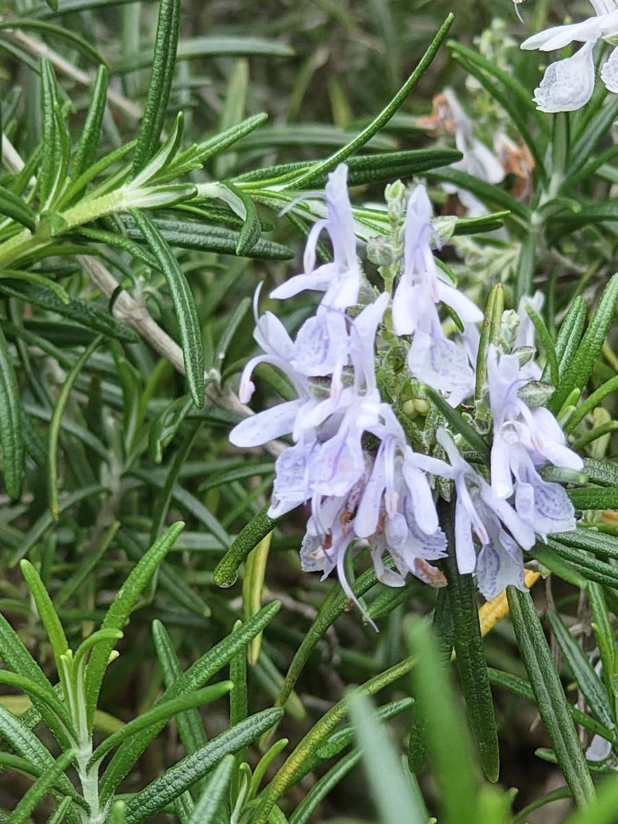 実家で母が飾っていたお花たち。
モッコウバラとフリージアとドウダンツツジ。
ローズマリーの花。淡い色がかわいい。