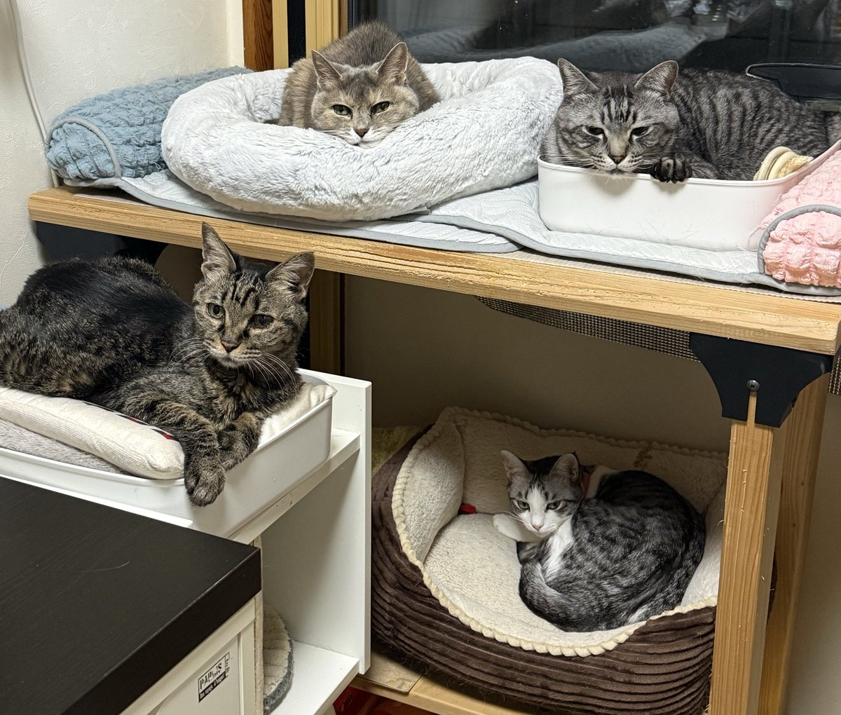 ちょこ tweet media