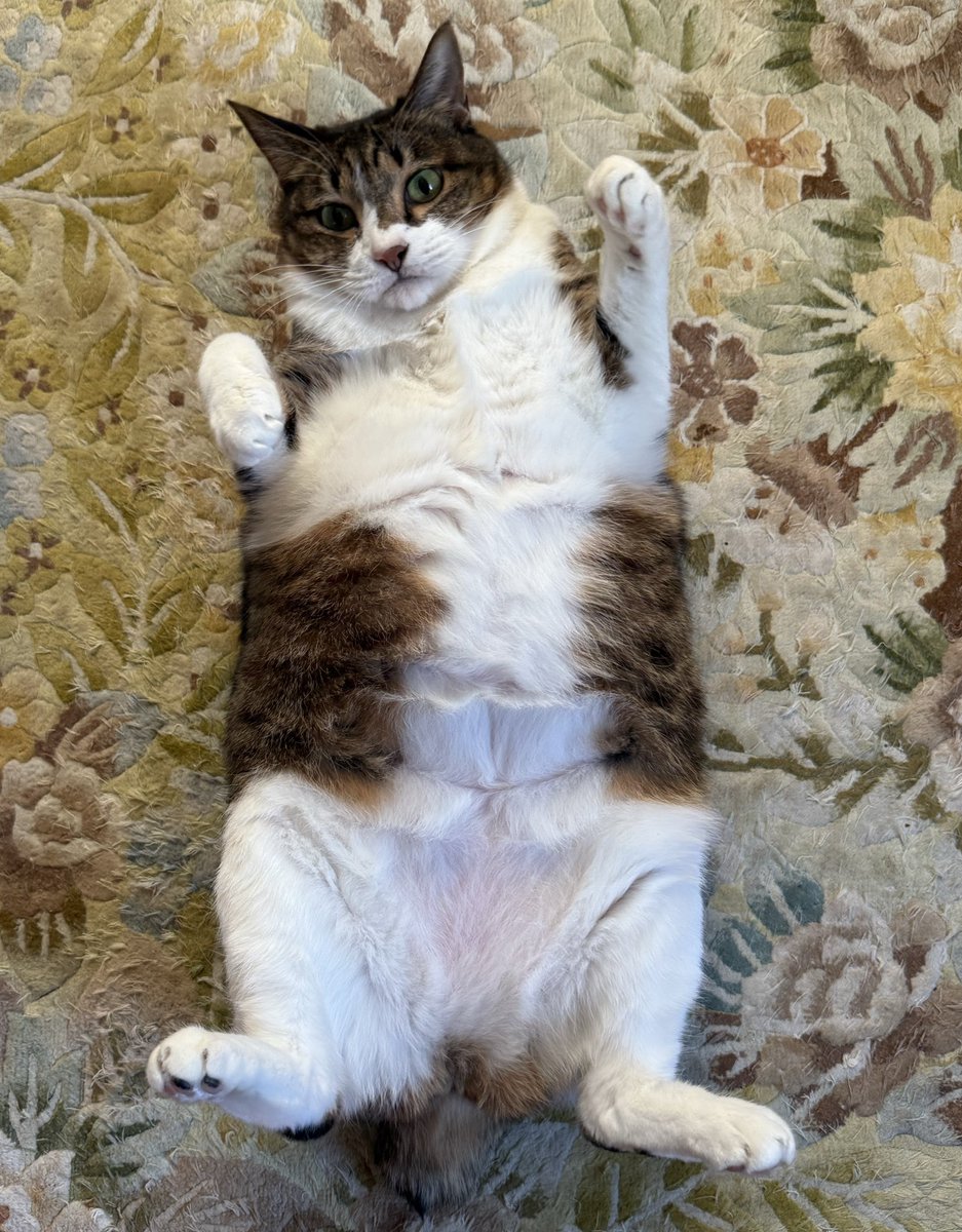 ちょこ tweet media