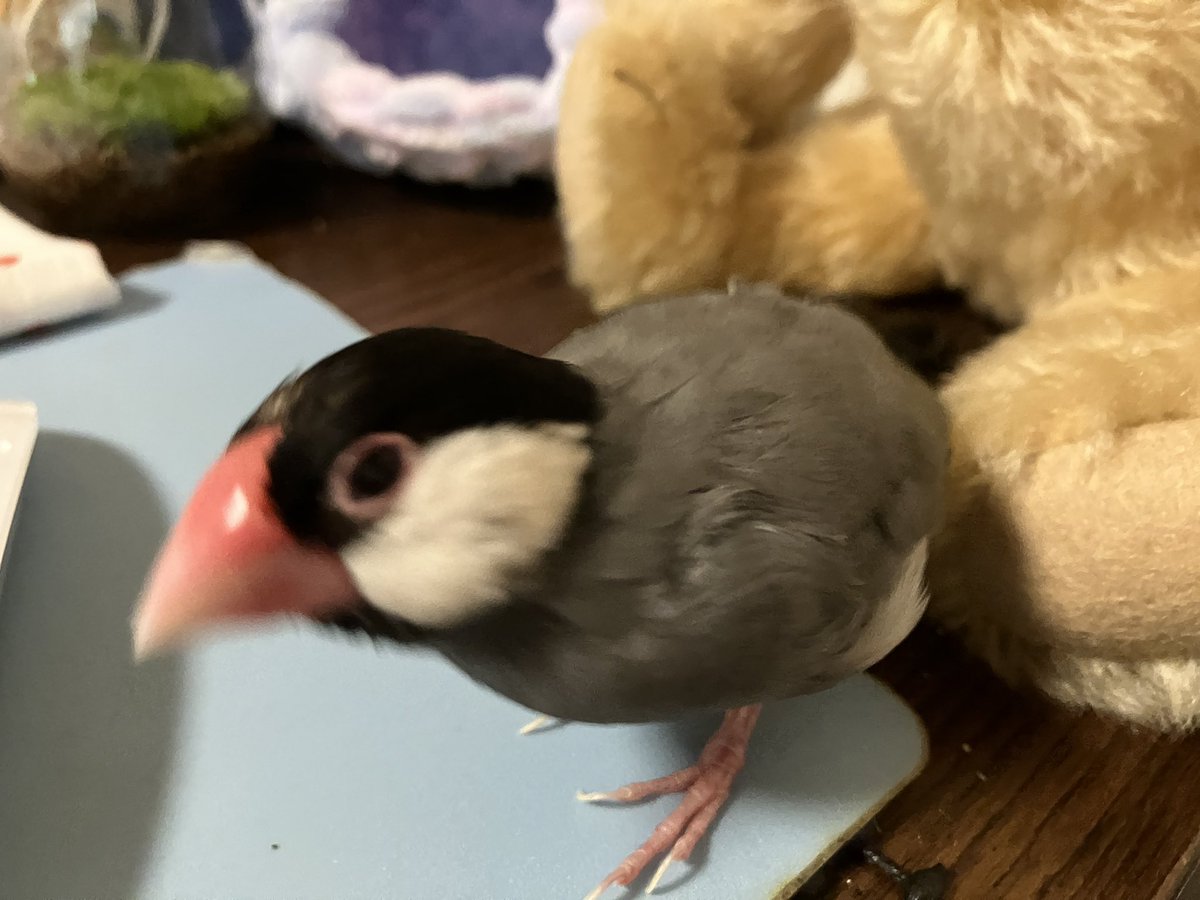 文鳥堂 tweet media