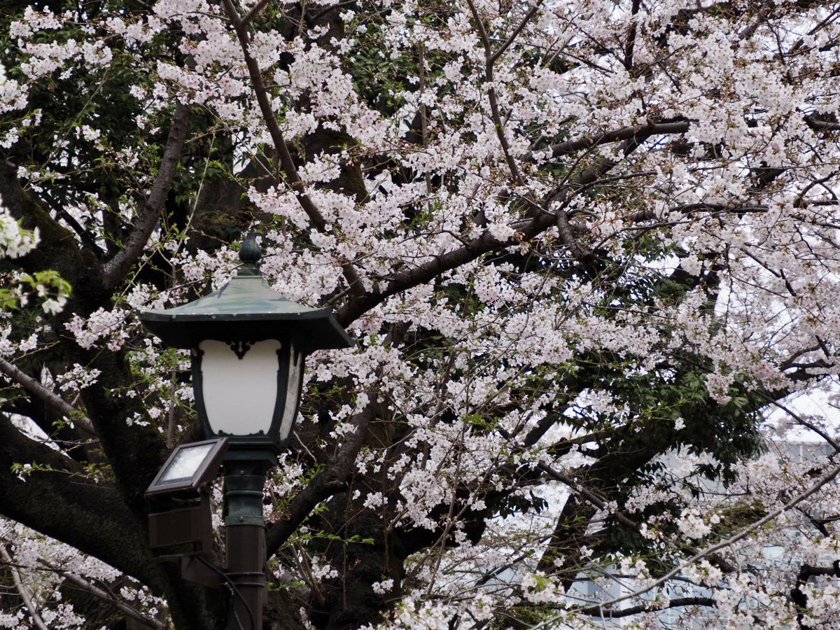 ロプロス tweet media