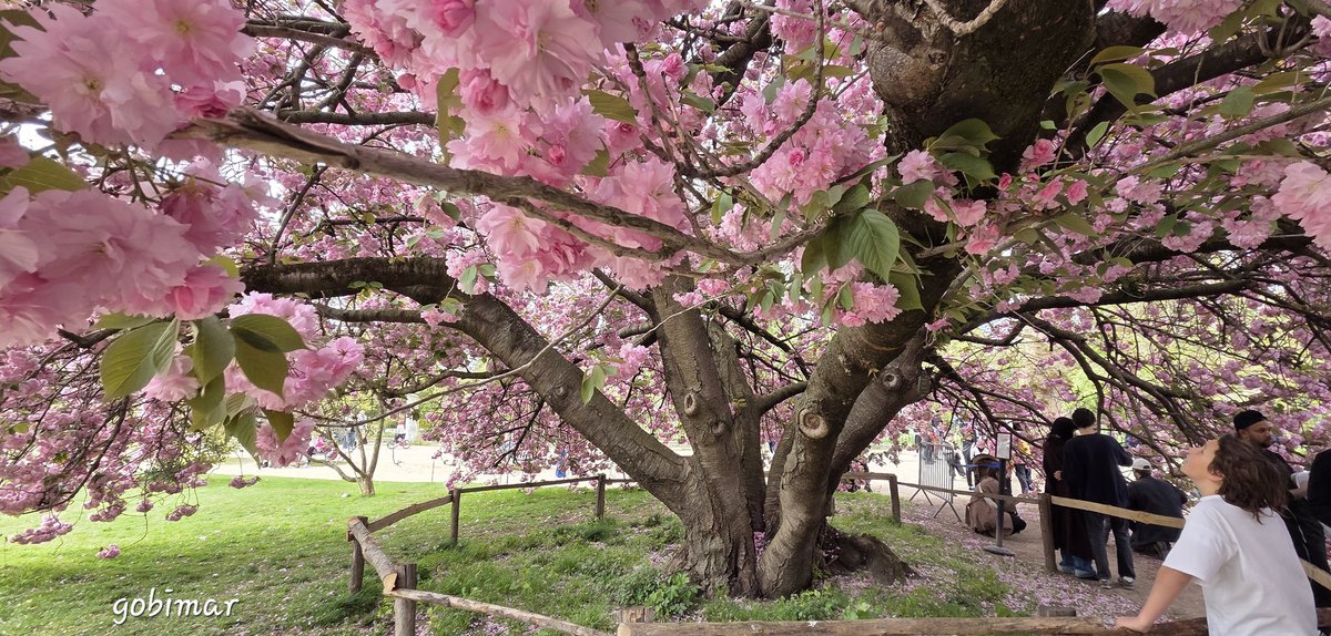 Gobimar ! tweet media