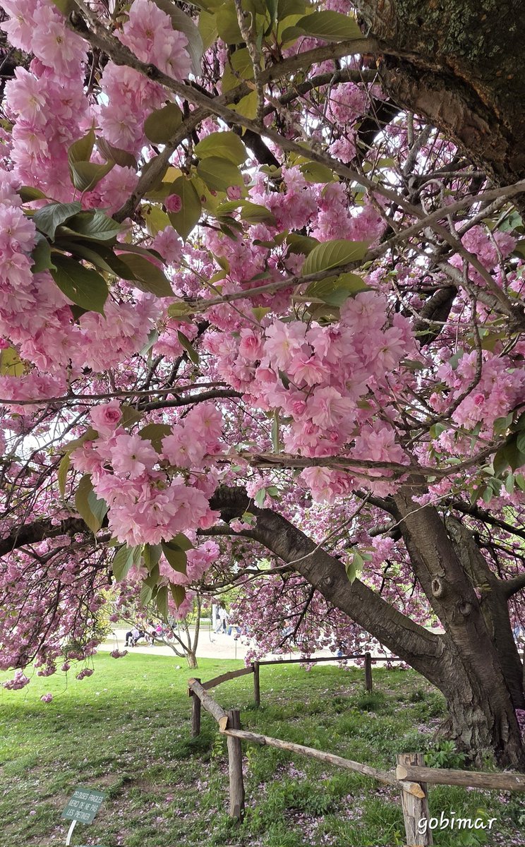 Gobimar ! tweet media