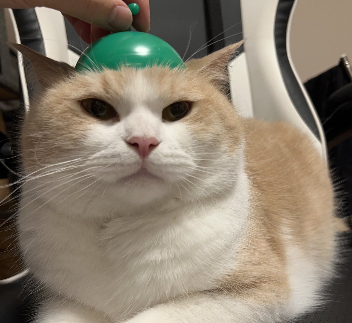 むちゃまる(5) tweet media