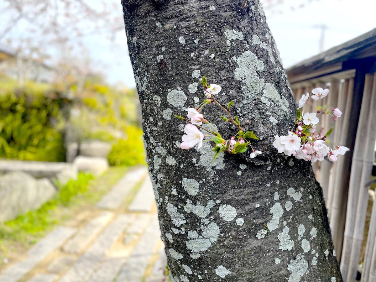 mitaniseitou's tweet photo. あちらこちらで桜の花が満開を迎える今日この頃、三谷製糖売店前の桜は少し遅めの7分咲です。

満開は今週末頃でしょうか、楽しみです🌸

寒暖差の激しい時期でございます、皆様どうそお身体をご自愛ください。 https://t.co/pUos7a3vPz
