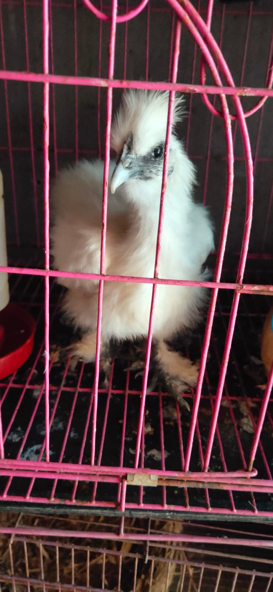 Aina_Alit tweet media