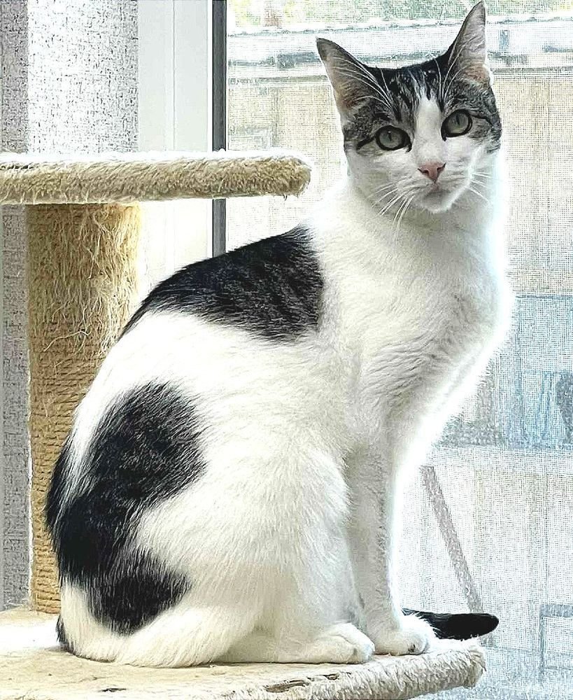 sachikoko's tweet photo. 👉🏽SENIOR ALERT🙏🏽PLZ SHARE👈🏽
🌷Shy, Sweet 8.9YO #Senior White & Tabby Kitty OLIVE🌷
🔔Needs A Loving #FureverHome🏡
➡4 INFO https://t.co/CP8SdBxvcs
🙏🏽#AdoptDontShop #AdoptMe
#StHelena, #CA #NorCal #Polydactyl #SpecialNeeds
✅#FeLV+ Cats #WeCareAnimalRescue
#RehomeHour #US #CATS https://t.co/VDqjYrPUCP