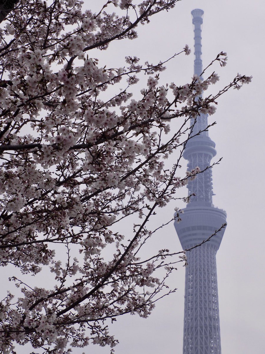 ロプロス tweet media