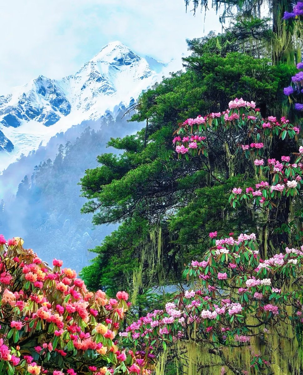 lho90287510's tweet image. 🌲🌲喜欢color walk的人最先享受墨脱的绿🌴🌳
#colorwalk #hiking #follow