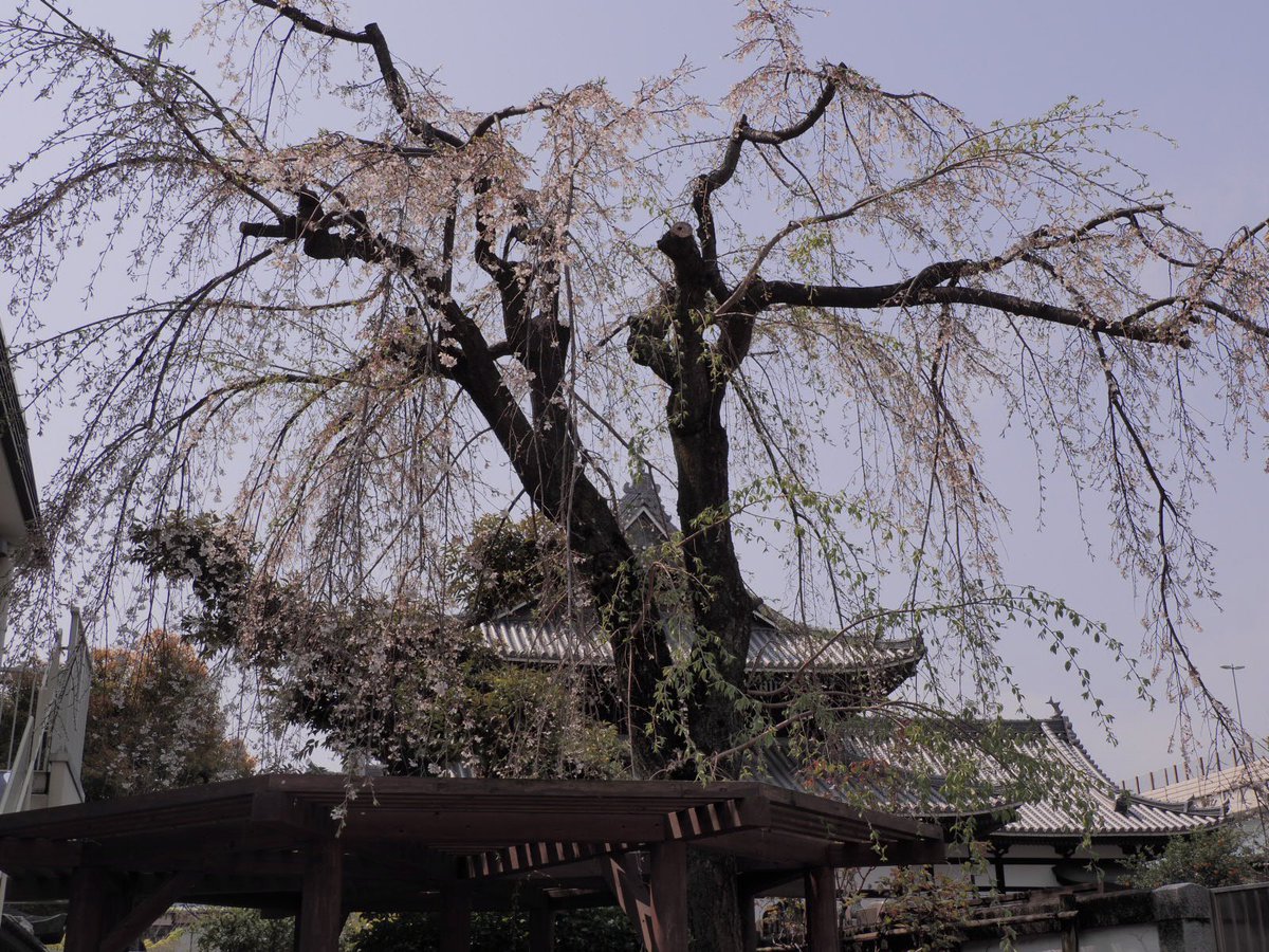 ロプロス tweet media