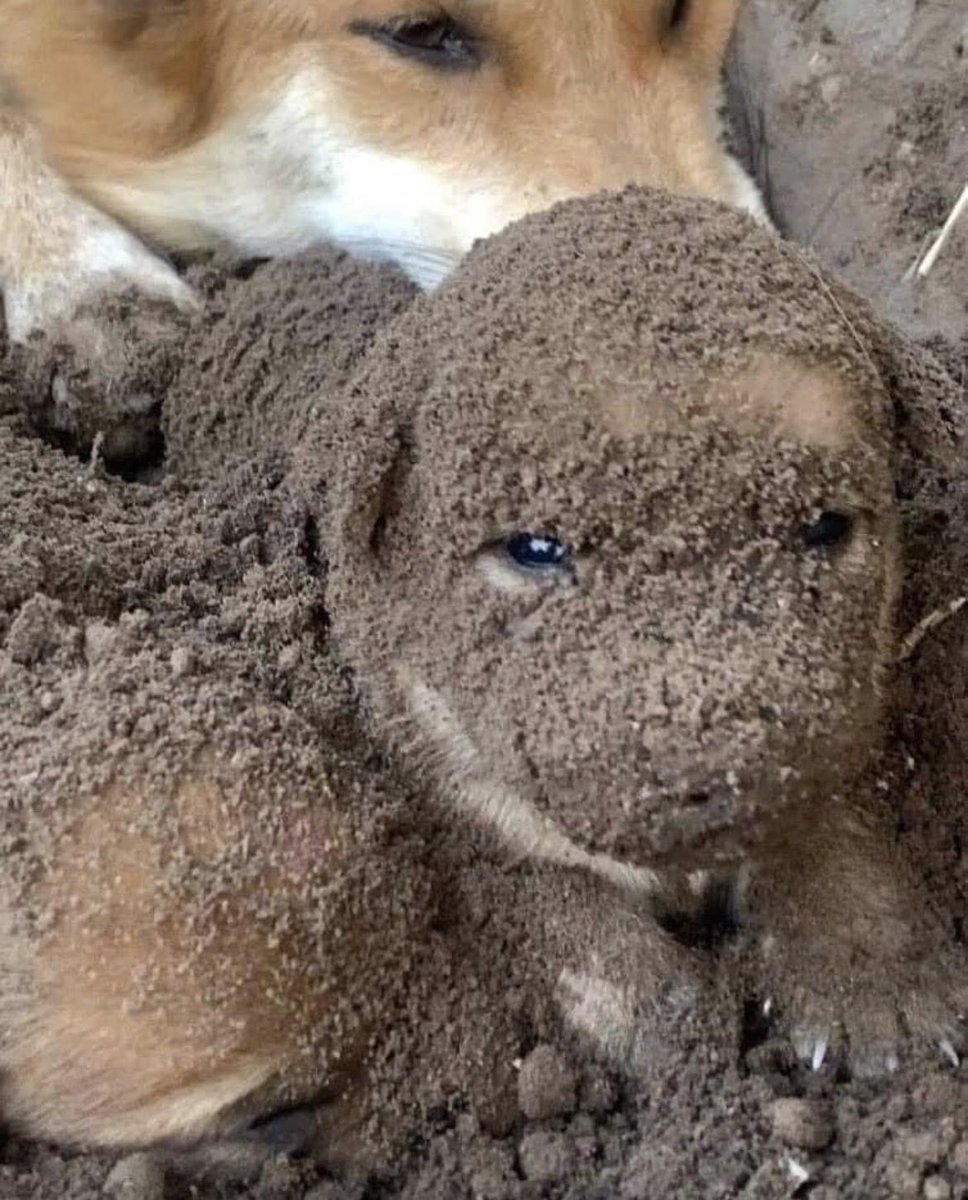 Patrick Boss 200 🐁 🪤 tweet media