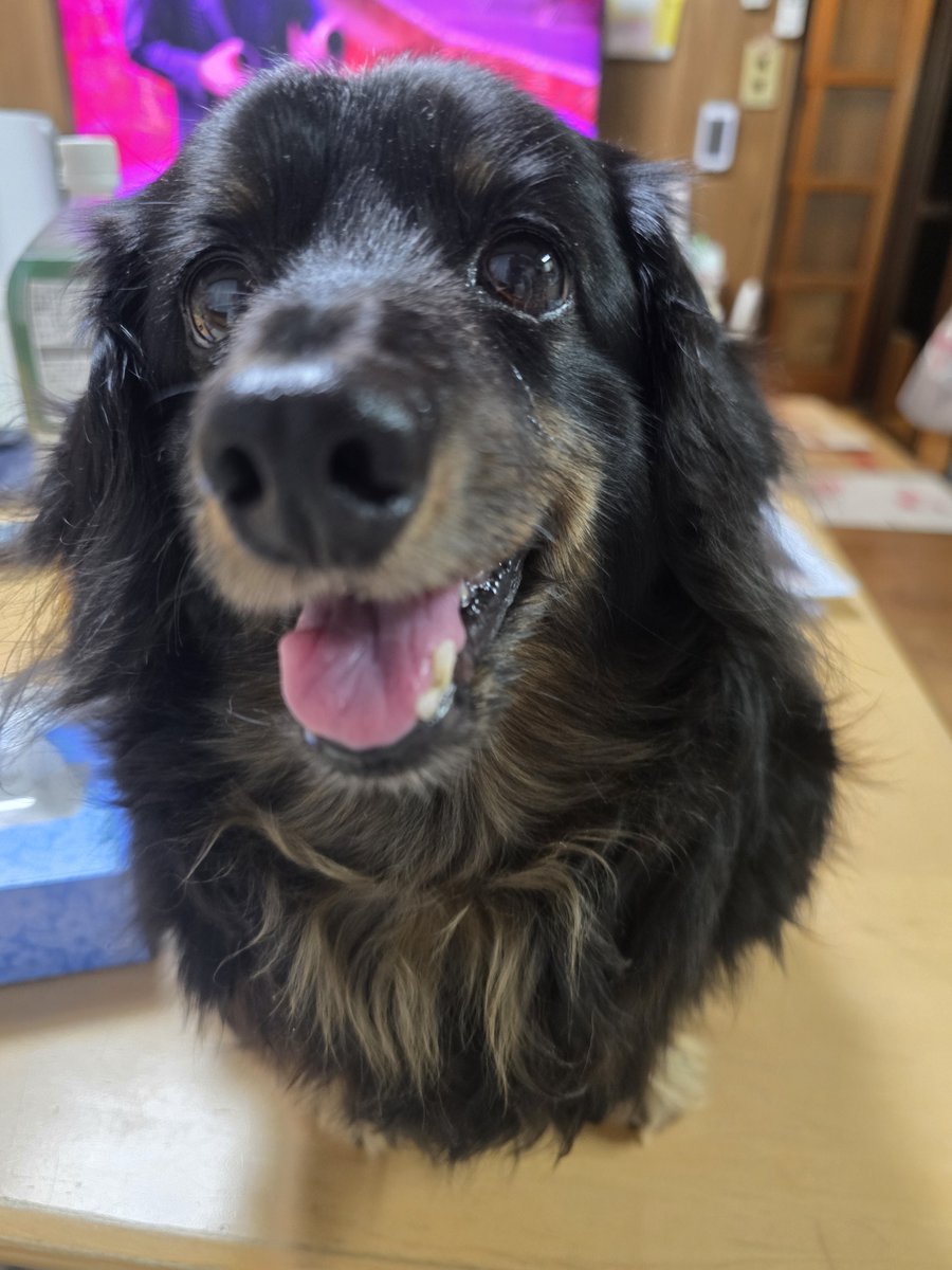 h_i___f_u's tweet photo. #実家わんこ https://t.co/In8Qfvi3b5