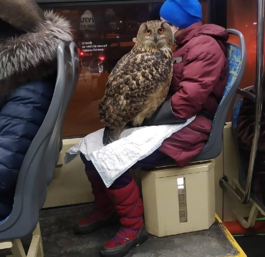 Owl Every Day tweet media