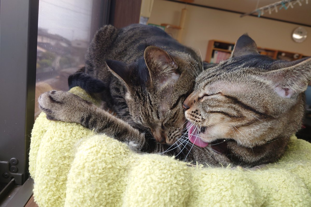 やまぴー tweet media