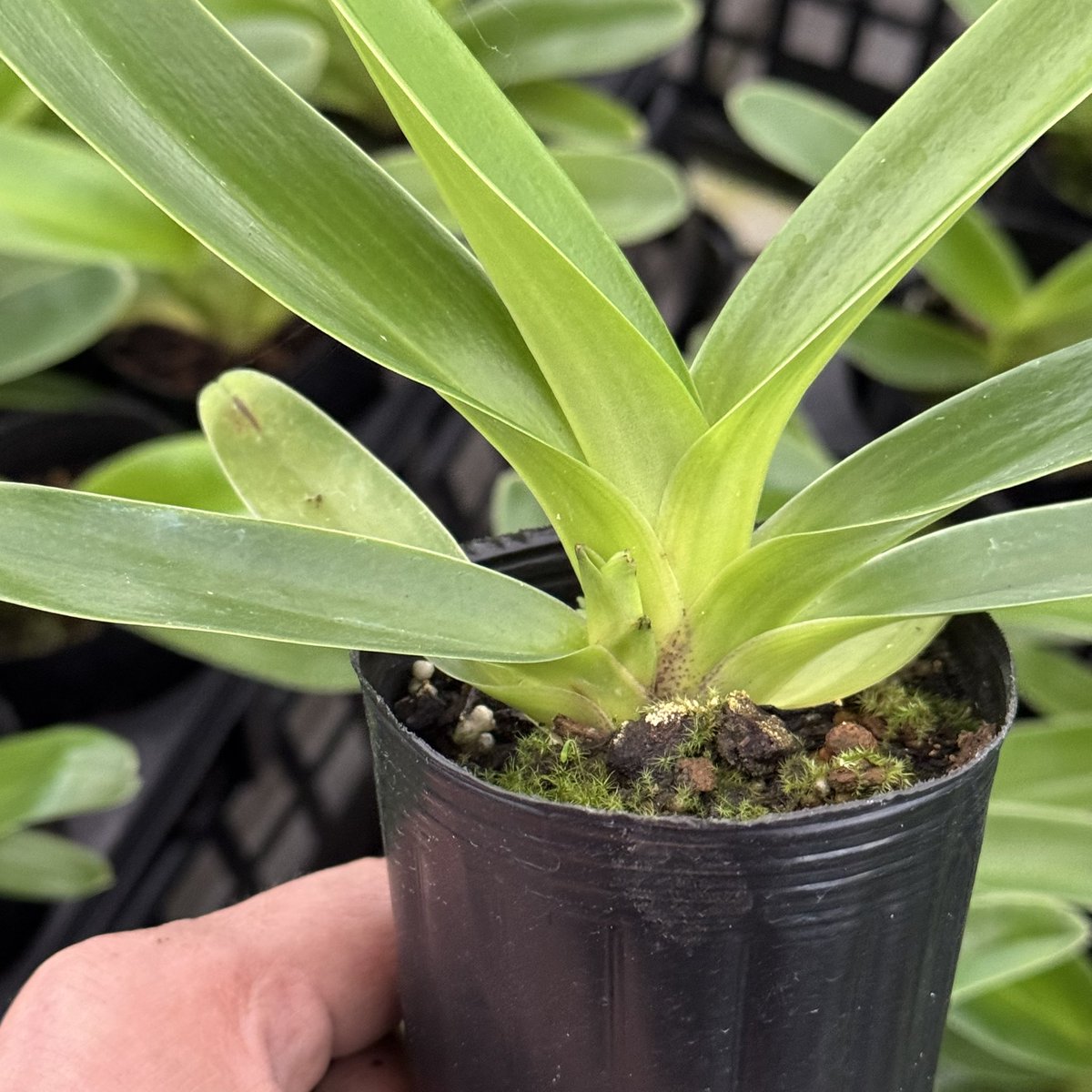 paphiofun tweet media