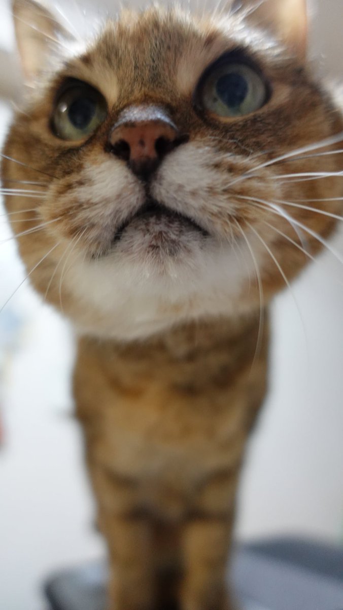 berutochika's tweet photo. 娘のベルが19歳になりました。
#猫のいる暮らし https://t.co/OlCGwYczrM