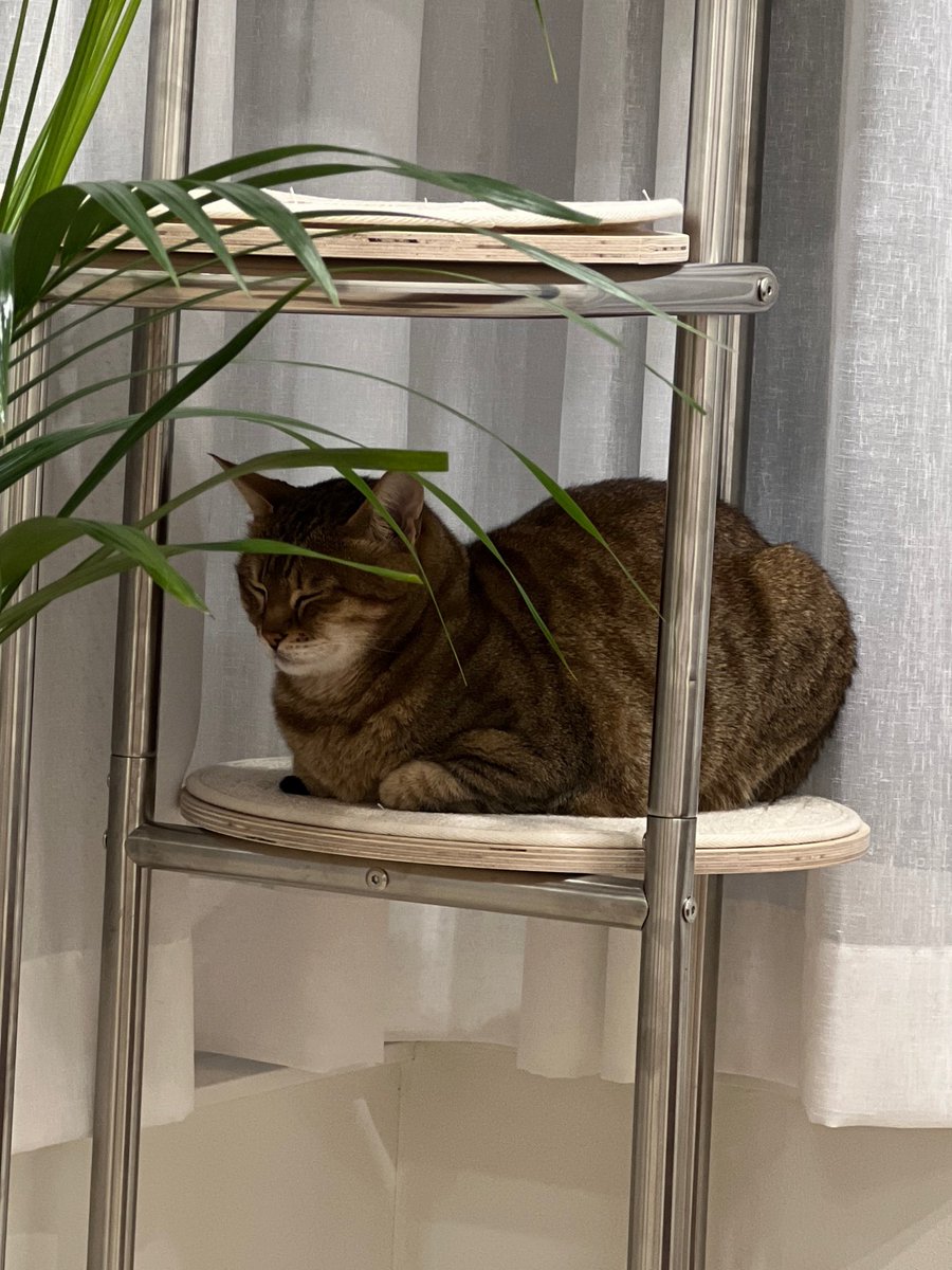 nomorelostpets's tweet photo. #RT
🆘서울 성북구🆘4월 1일 유실된 
코숏 잘살이를 찾습니다! 

인스타계정: yricafe_n_pasta

https://t.co/5nsMmE2sXv https://t.co/GBv0F3xN0N