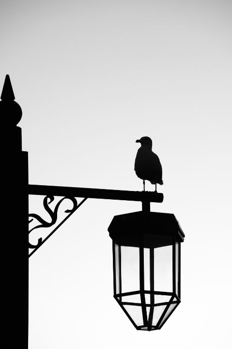 Chris Day tweet media