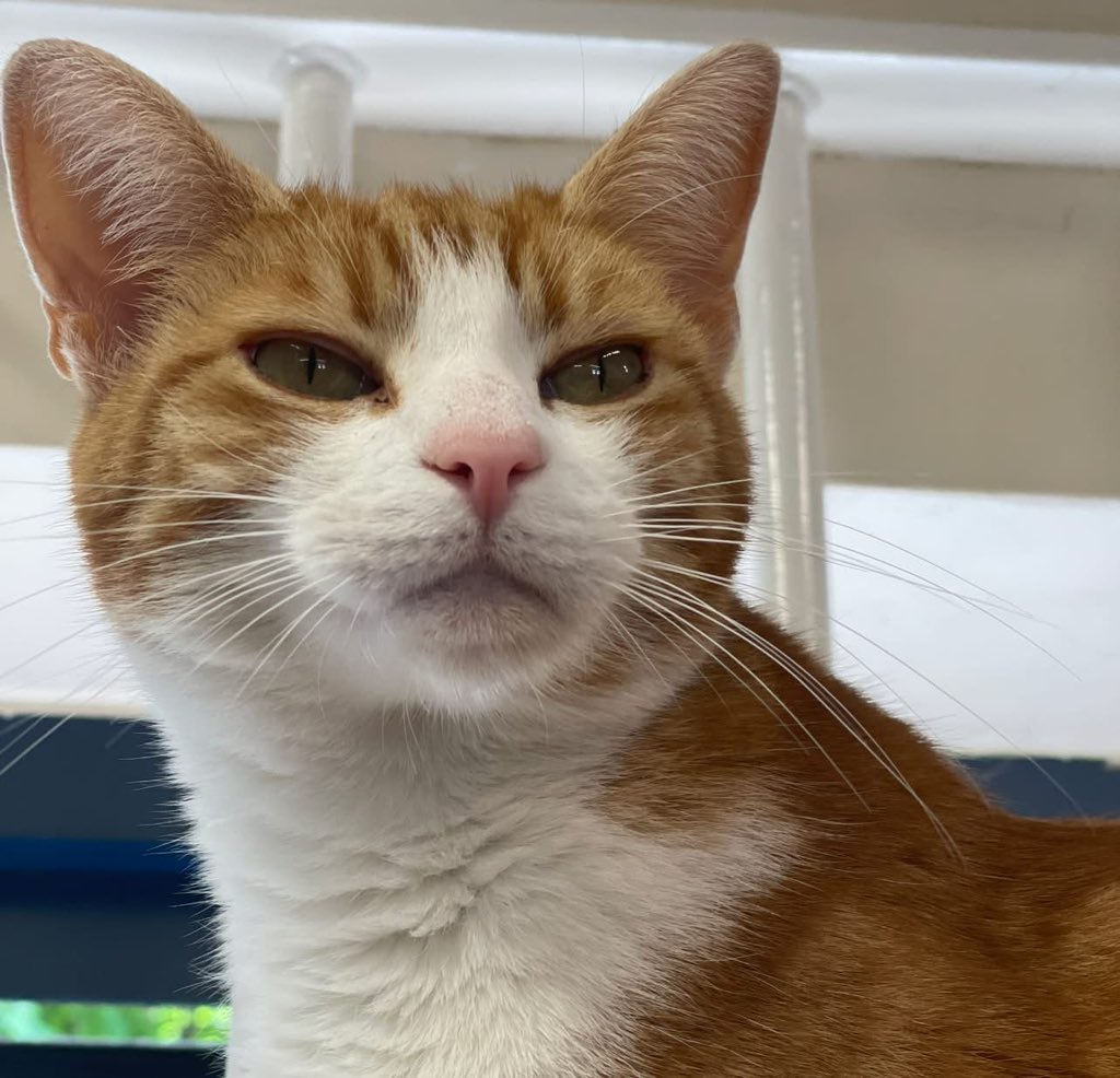 George The Stourbridge Junction Station Cat tweet media