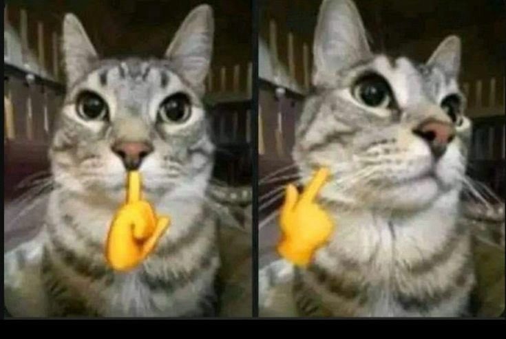 أنا مش ثكلتك tweet media