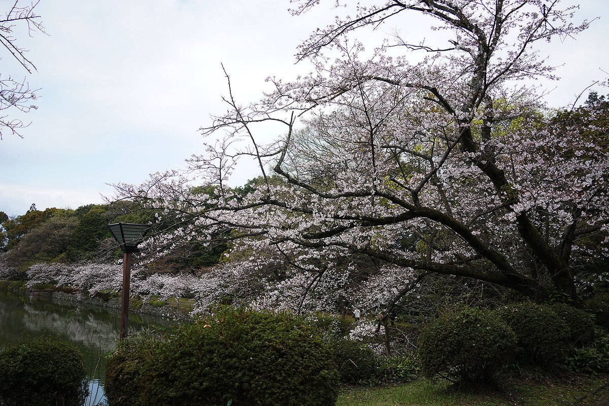 take4zzz's tweet photo. 先日、広瀬公園でソメイヨシノを観てきました😄曇り空なのが残念でした。
#ソメイヨシノ #広瀬公園 https://t.co/WaGtjCOAnJ