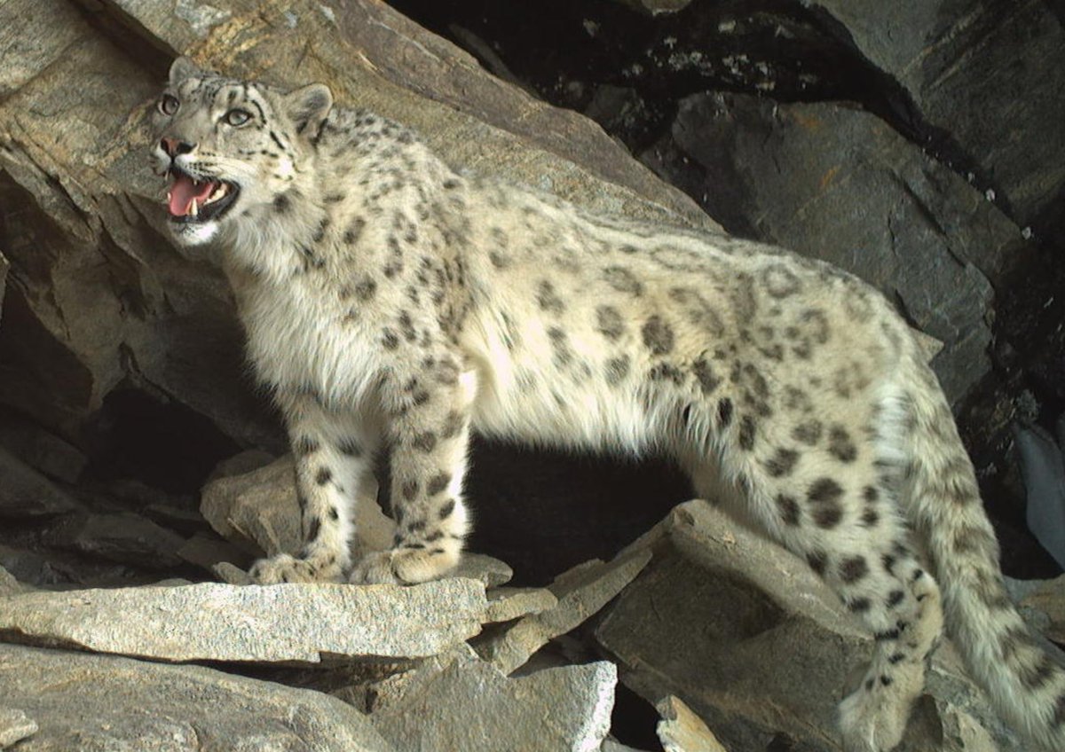 Snow Leopard Network tweet media