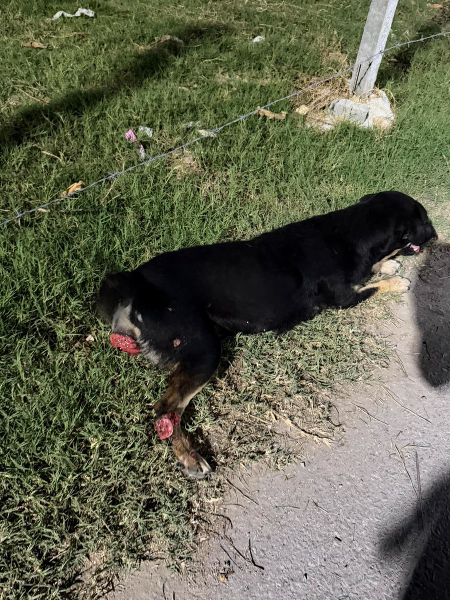 รักหมาจัง🐾 tweet media