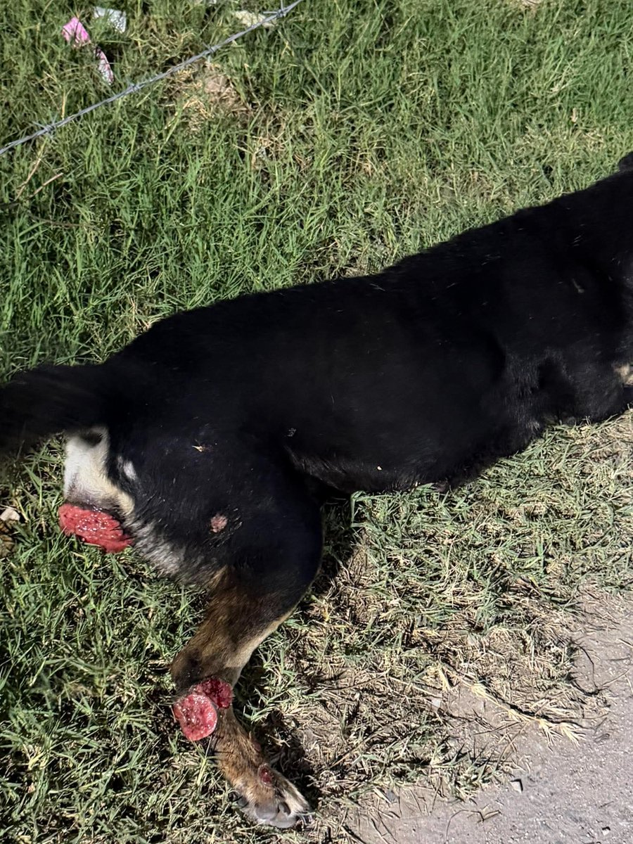 รักหมาจัง🐾 tweet media