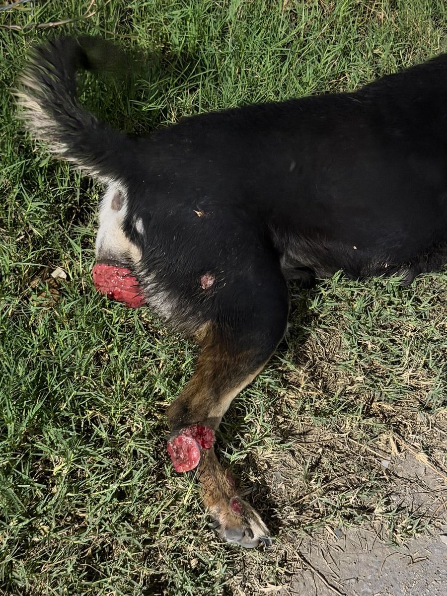 รักหมาจัง🐾 tweet media