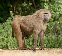 HistoryFactou's tweet photo. DID YOU KNOW
The Soko Mukanya clan is a branch (sub-totem or chidawo) of the broader Soko (also spelled Shoko or Tsoko) totem among the Shona people of Zimbabwe. The main totem, Soko, refers to the monkey or baboon and is one of the most widespread and ancient totems (mitupo) in Shona society. Mukanya (sometimes linked with Vhudzijena, meaning "white-headed") serves as a distinguishing praise name that identifies specific sub-clans within the Soko lineage.

Mythical and Early Origins
According to Shona oral traditions, totemism originated with the earliest known Shona ancestor, Mambiri, in a mythical place called Guruuswa (located north of the Zambezi River in what is now southern Tanganyika/Tanzania). Mambiri adopted the Soko totem for his followers primarily to prevent incestuous behavior (makunakuna) and enforce exogamy (marriage outside one's clan), while also providing a clear social identity. As the early Shona population grew, a second totem (often Shava/Mhofu, the eland) was later adopted to allow intermarriage between groups.

Some traditions link the Soko lineage specifically to a legendary incident in which one of Mambiri’s descendants (possibly the firstborn son) committed an abomination by impregnating a half-sister, leading to a totem change from Mhofu to Soko as a way to appease ancestral spirits and "cut" the blood relation. This branch became associated with spirit mediums (mhondoro). Soko Mukanya is often regarded in oral accounts as one of the foundational or "original" branches of the Soko totem (ndiyo yekutanga), tied to the story of Pfumojena (an ancestral figure).

Migration, Settlement, and Historical Roles in Zimbabwe
The ancestors of the Soko Mukanya clans migrated southward and settled in Zimbabwe, with strong historical ties to the Hwedza (Wedza) area. They are also linked to the Mbire dynasty (Soko Mbire yaSvosve), which played a role in early Shona polities and is sometimes associated with the builders or rulers connected to Great Zimbabwe and related stone-building traditions (though these claims vary in oral histories).

The clan is renowned in praise poetry (nhetembo dzemadzinza) for specific ancestral professions and roles:
Iron-smelters (vapfuri vemhangura) — skilled in metallurgy.
Caretakers and rain-makers (vanaisi vemvura) at Matonjeni (or Matojeni), the holy shrines associated with Mwari (the supreme deity) worship. The baboon is considered a sacred animal in Shona belief; harming it was traditionally thought to prevent rain, reinforcing the clan’s spiritual role as intermediaries at these shrines.

Many Soko totem holders, including those of the Mukanya branch, served as mhondoro spirit mediums. The clan is said to have gained chieftainships through shrewdness, diplomacy, and intelligence (ushe neuchenjeri), and they are described as original inhabitants (matangakugara) in certain regions.

Clan Identity and Praise Poetry
Soko Mukanya is distinguished within the Soko totem by its chidawo (praise name), which evokes the baboon’s distinctive galloping or pompous gait when climbing mountains or cliffs (makwiramiti, mahomu-homu). Clan members are often characterized in oral lore as intelligent, clever, cunning, agile, and socially astute—traits modeled after the monkey/baboon.

Modern Context and Significance
Today, people of the Soko Mukanya totem are found across Zimbabwe (and in related Shona communities), scattered from areas like Hwedza to Mashonaland, Matabeleland, and beyond. The totem continues to serve as a key marker of identity, kinship, and exogamy rules. Historian Aeneas Chigwedere, a leading authority on Shona dynastic history, dedicated an entire volume to the clan—The Soko Mukanya Clans (Mutapa Publishing House, 2016, part of his Dynastic History series)—underscoring its importance in Zimbabwe’s pre-colonial chiefly lineages and social structure.