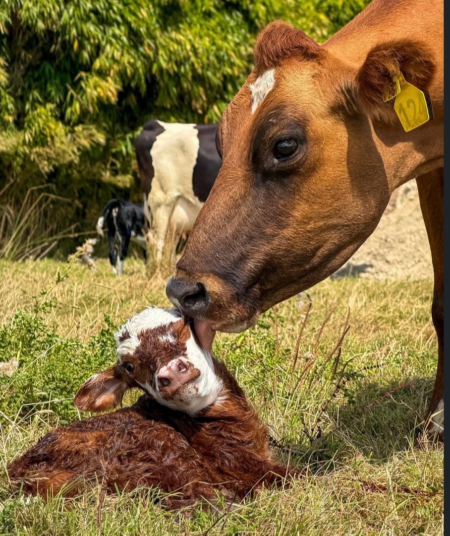 Mugabe Edgar™ tweet media