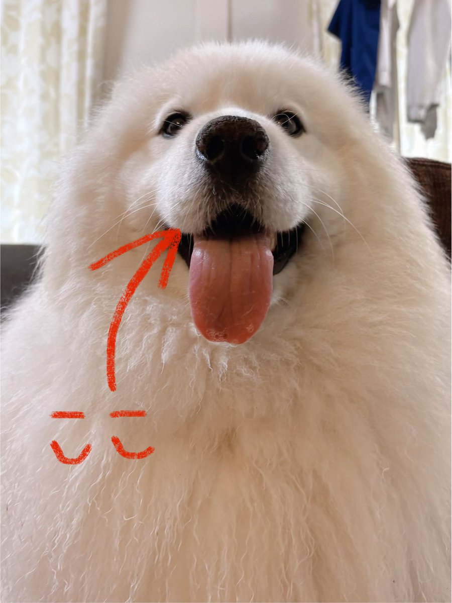 サモエドのサニー tweet media