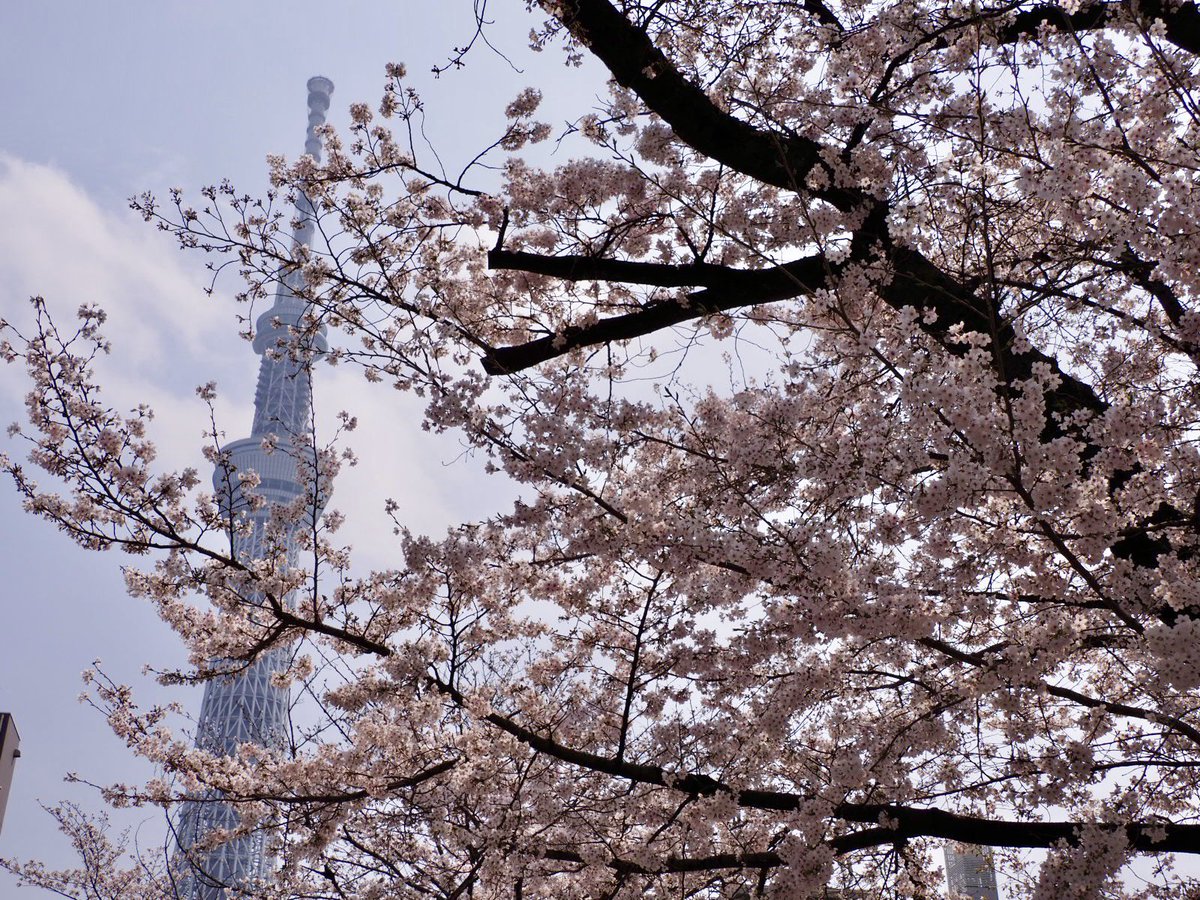 ロプロス tweet media