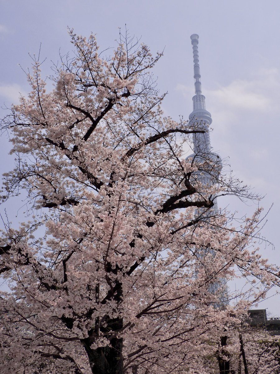 ロプロス tweet media