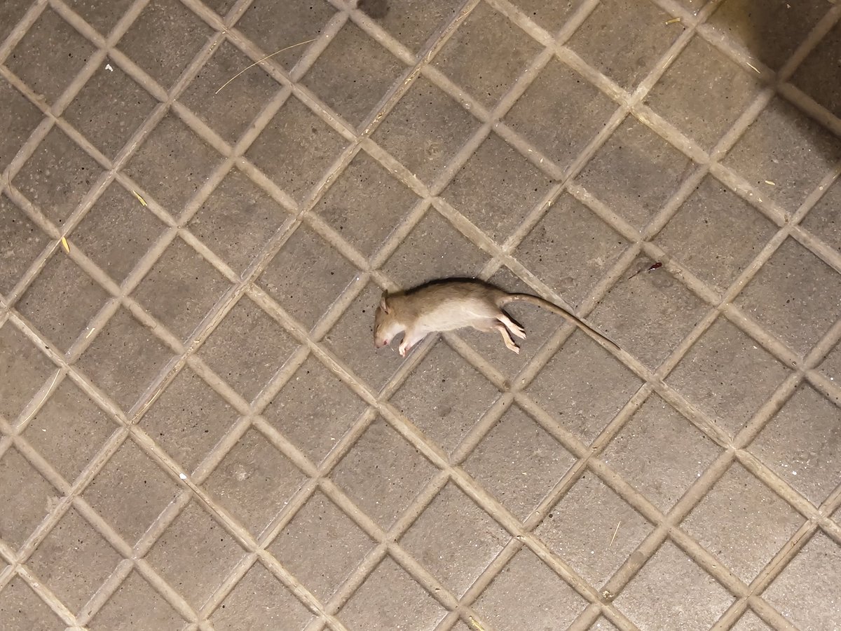 Mario 🌙🍊 tweet media