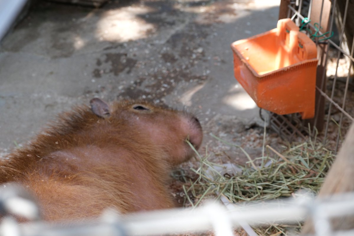 ペーパーシェル tweet media