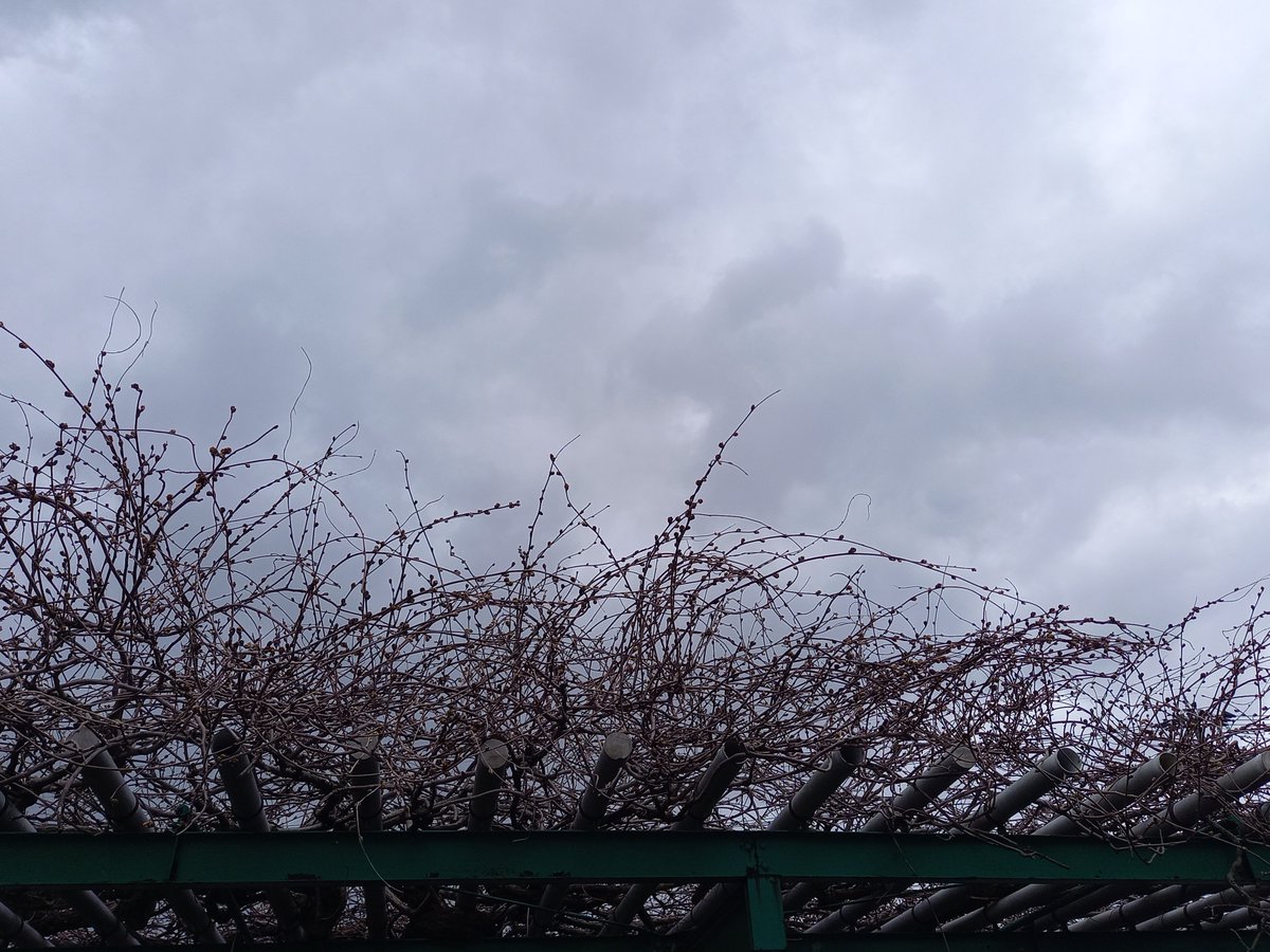 CorporationStr's tweet photo. 今日は雨雲🌧️が広がっています

少し蕾が大きくなったような

#富山県　#小矢部市
#イマソラ
#富山X会　#北陸Twitter会 https://t.co/8WTIMZ8IhZ