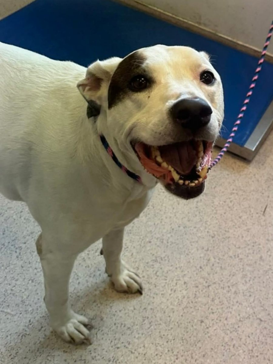 Morgan Fairchild's Dogs tweet media