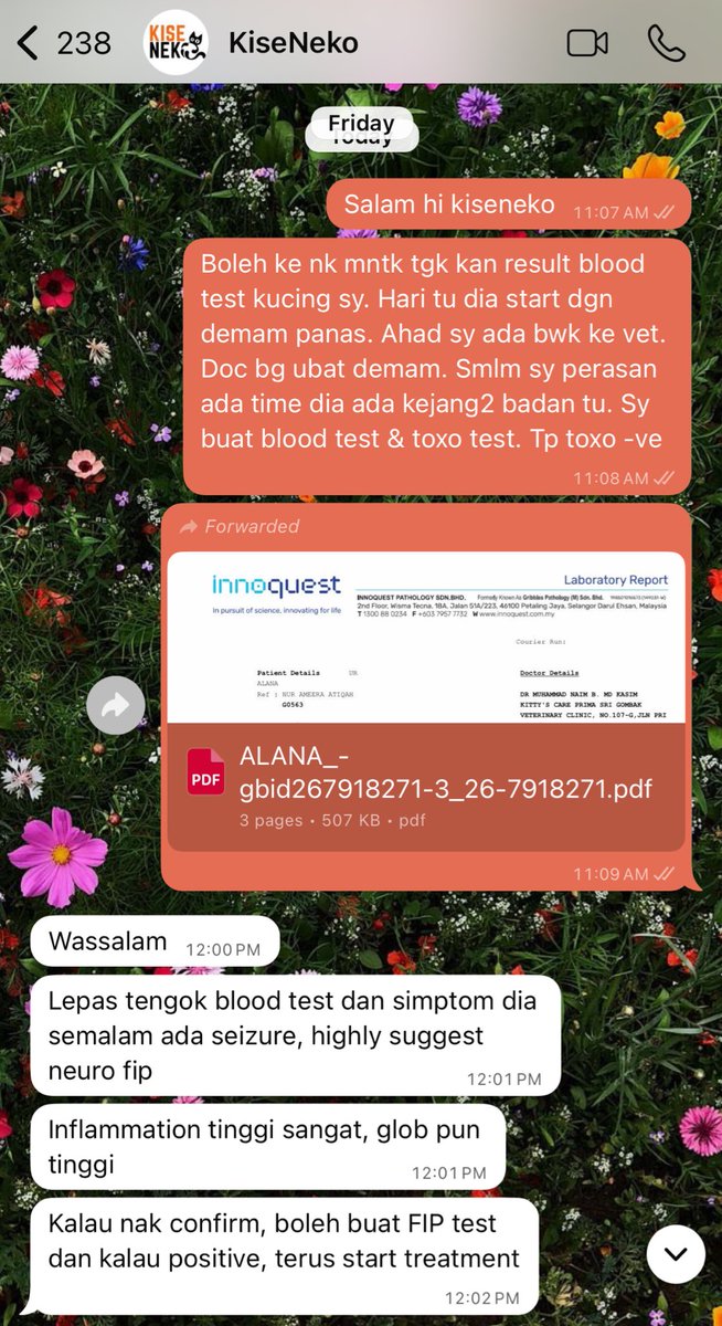 meeayusri's tweet photo. Hi onty onkel. Smlm Alana buat blood test &amp; toxo test. Alhamdulillah toxo test -ve. Dah refer dgn kiseneko, Alana highly neuro FIP. Dgn experience yg ada, sedikit trauma tp kena kuat utk Alana 🥺 Tolong terus doa kn kami ya. Lessgo 84days! https://t.co/KW6f9Rq99d