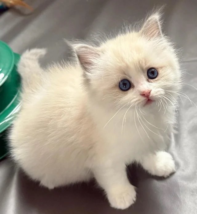 ชาเย็นของTKNur tweet media