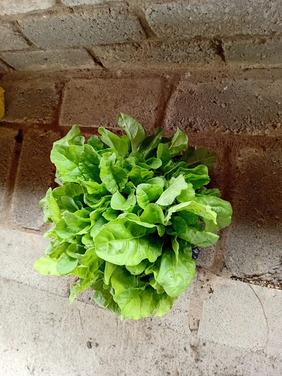 mdevelopmentage's tweet photo. From skills to harvest 🌱

The Marikana Agri Hub is producing fresh food, supporting local markets, and feeding 15 ECD centres.

This is development in action.
#MDAAgriHub #FoodSecurity #CommunityImpact https://t.co/PkUBPTEJvj