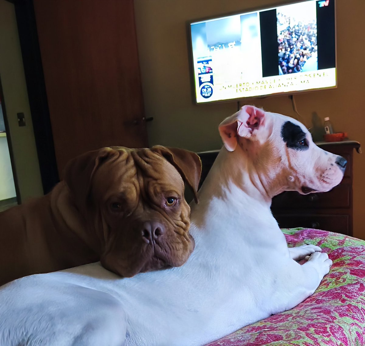 Sergio Dispagna tweet media