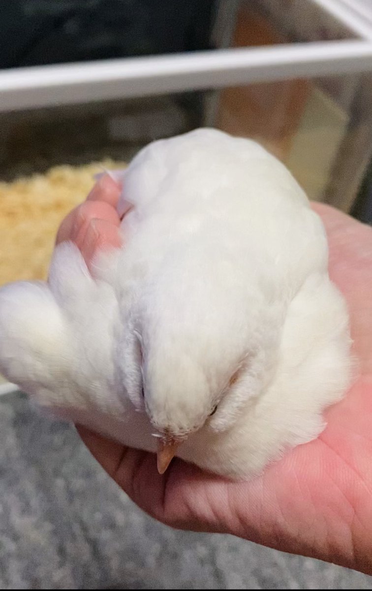 こんにちは😊✨
お昼にトロけるお餅なこはくをお送りいたします🤍

#ヒメウズラ