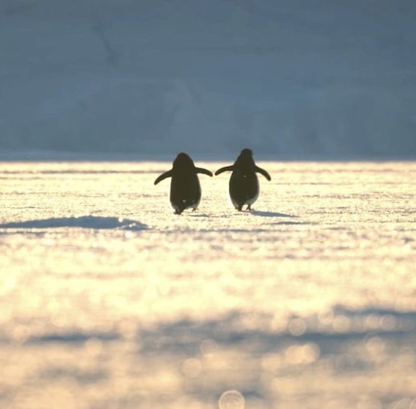 SHARKY | 💨 tweet media