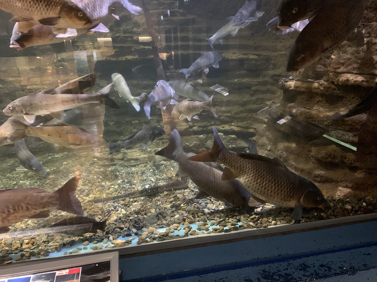 和歌山県立自然博物館 tweet media