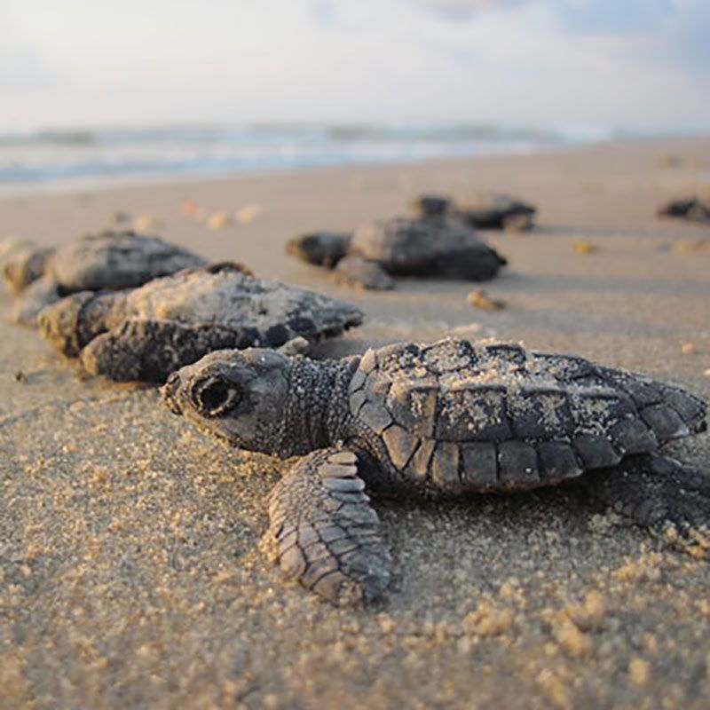 Scimystic_'s tweet photo. 🐢 Turtle Amazing Facts:-
• Turtles can live over 100 years in some species.
• Their shell is part of their skeleton, not just a covering.
• Sea turtles travel thousands of kilometers across oceans.
• Hatchlings instinctively move toward the sea after birth. https://t.co/YETKC7BBlS